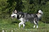 ALASKAN MALAMUTE 376